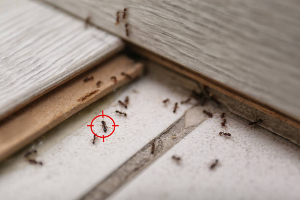 Best Pest Removal Services  in Prineville Lake Acres, OR