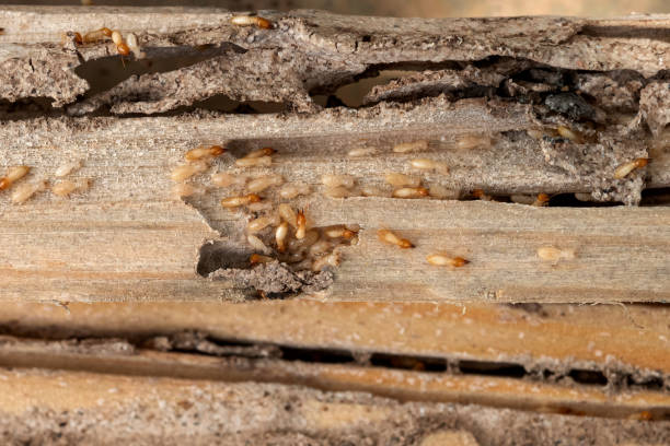Best Rodent Control Near Me  in Prineville Lake Acres, OR